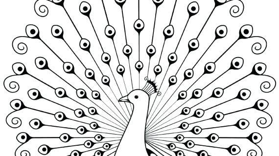 570x320 How To Draw A Peacock Medium Size Full Size Back To Simple Drawing - Simple Peacock Drawing