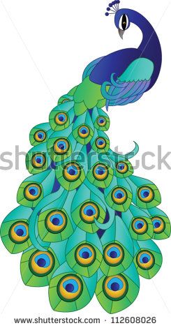 245x470 vector peacock peacocks peacock drawing, peacock images - Simple Peacock Drawing