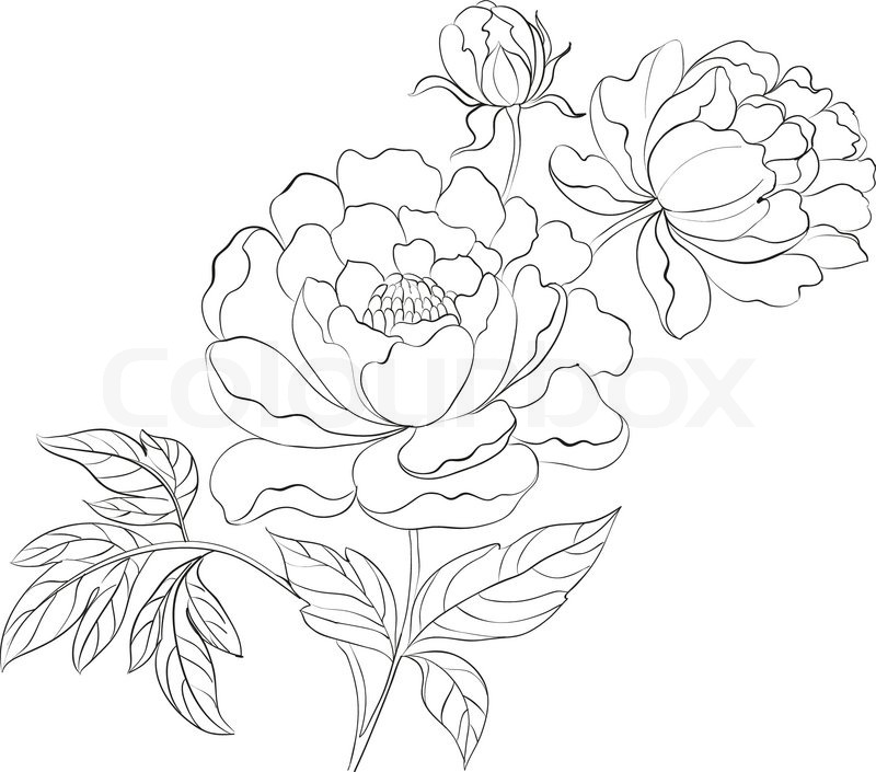 Simple Peony Drawing at PaintingValley.com | Explore collection of ...