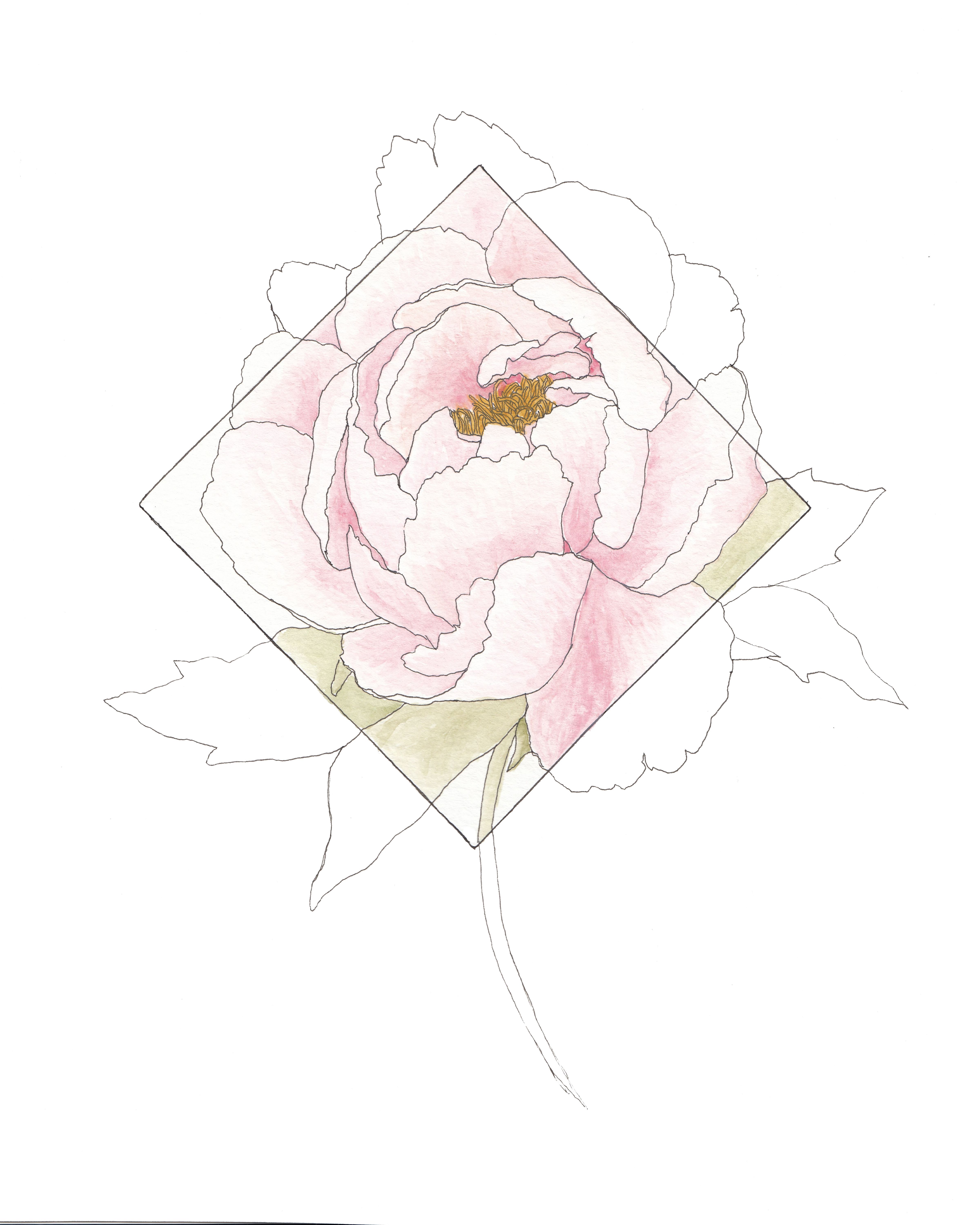 4800x6000 peony, peony illustration, peony flower tattoo, peony flower - Simple Peony Drawing