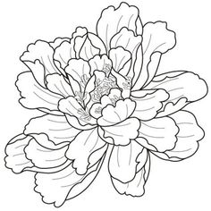 236x236 Peony Flower Line Drawing Sketch Coloring - Simple Peony Drawing
