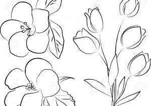 300x210 Simple Flower Line Drawing Peony Flower And Leaves Line Drawing - Simple Peony Drawing