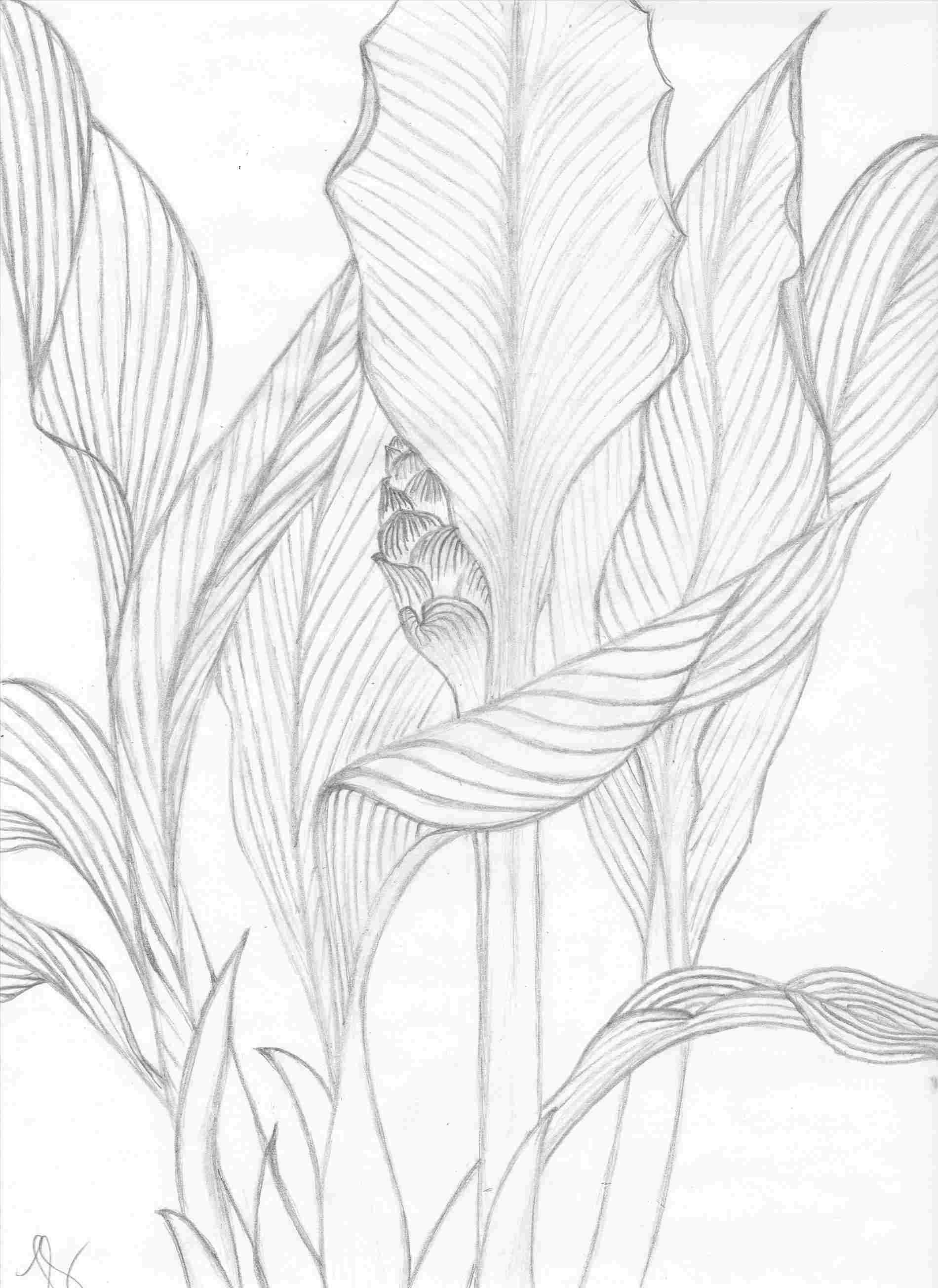 1900x2608 herb mamasrhherbmamaswordpresscom wild simple leaves drawing foods - Simple Peony Drawing