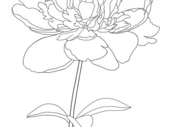 640x480 Drawn Peony - Simple Peony Drawing