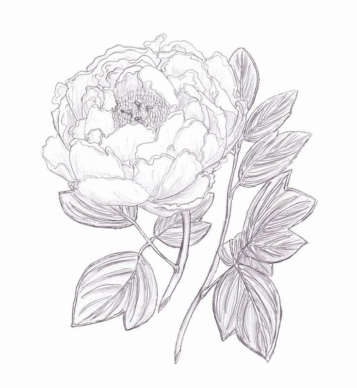 736x800 Peony Black And White Drawing Simple - Simple Peony Drawing