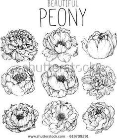 236x282 how to draw a peony, peony flower, step - Simple Peony Drawing
