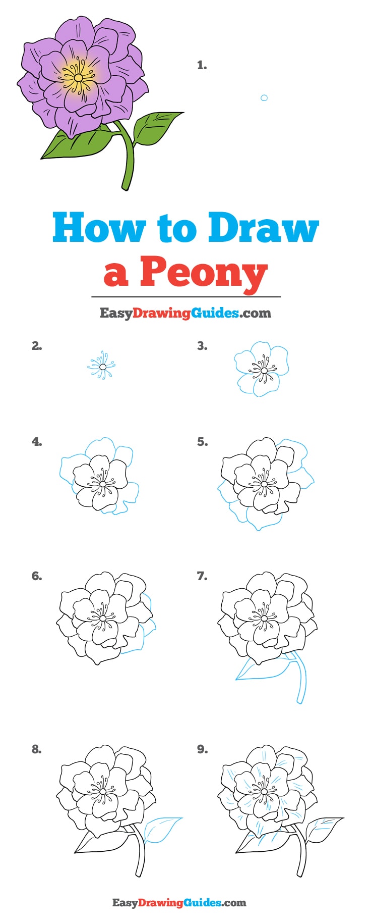 736x1830 How To Draw A Peony - Simple Peony Drawing