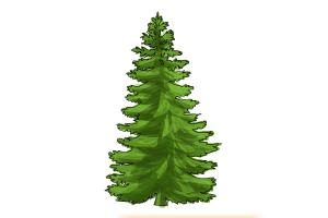 300x200 How To Draw A Pine Tree - Simple Pine Tree Drawing