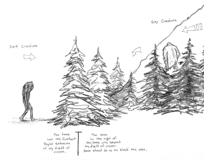 800x627 Huge Collection Of 'pine Tree Drawing' Download More Than - Simple Pine Tree Drawing