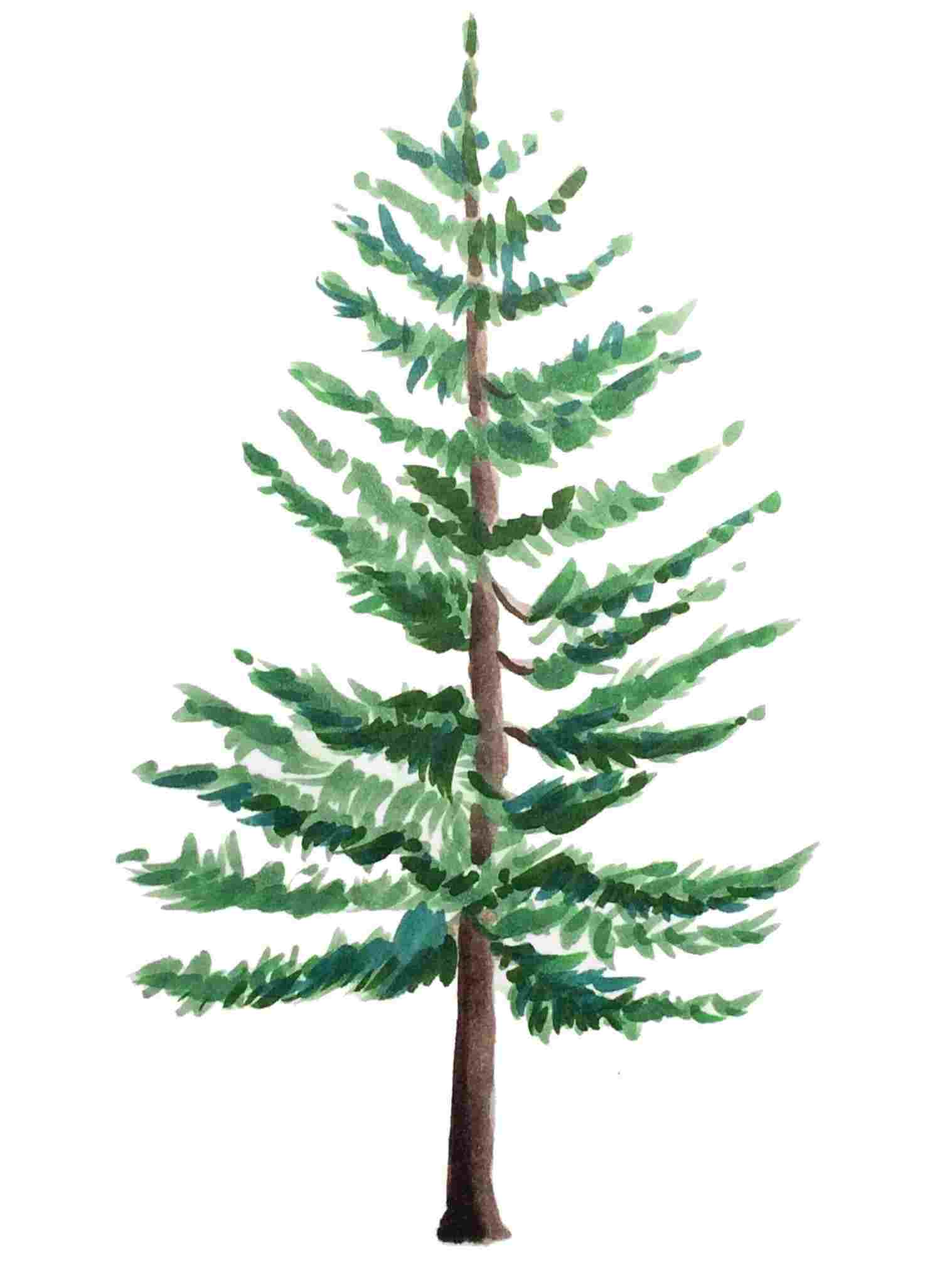 Simple Pine Tree Drawing at PaintingValley.com | Explore collection of