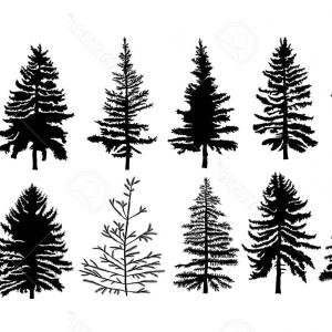 Simple Pine Tree Drawing at PaintingValley.com | Explore collection of ...