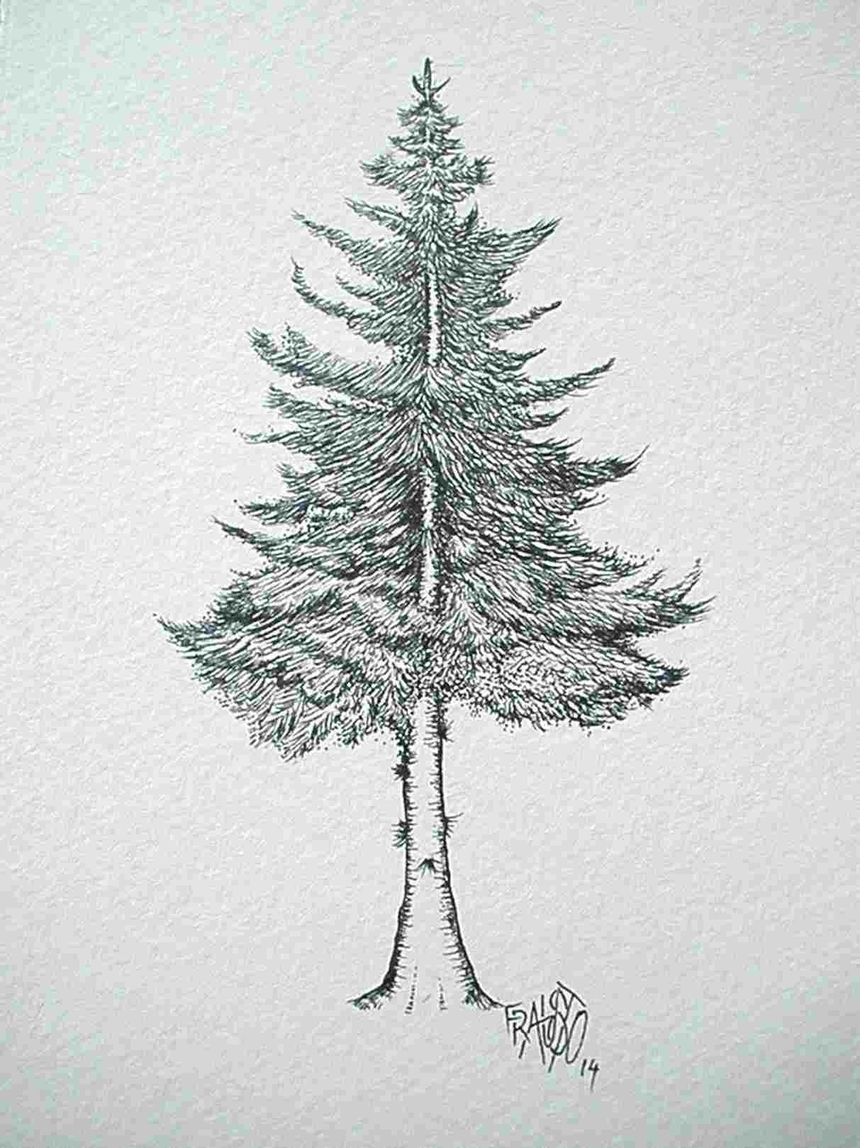 Simple Pine Tree Drawing at PaintingValley.com | Explore collection of