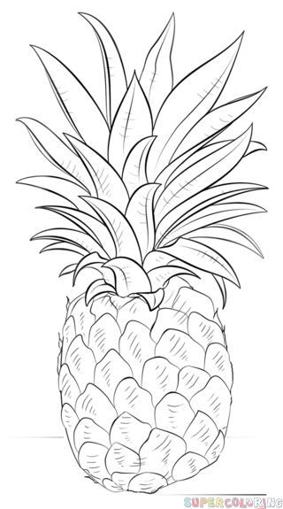 320x575 How To Draw A Pineapple Step - Simple Pineapple Drawing