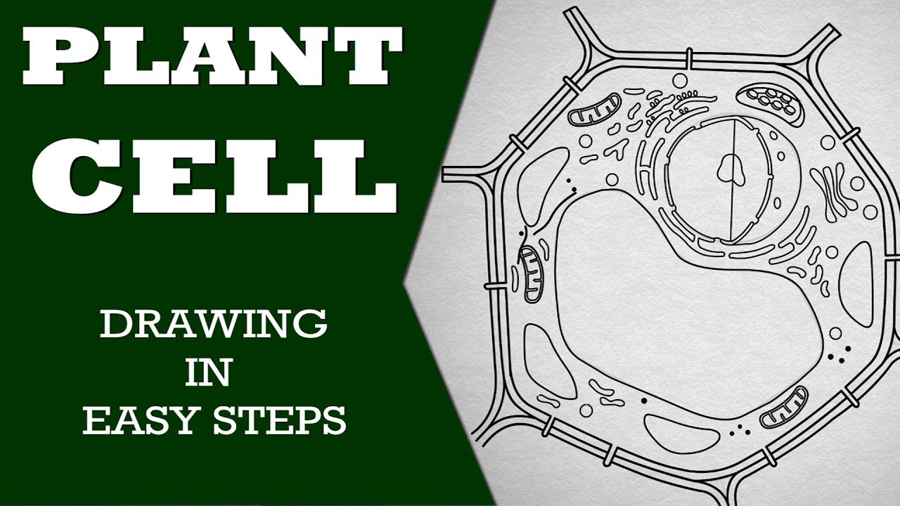 Simple Plant Cell Drawing At Paintingvalley Com Explore Collection Of Simple Plant Cell Drawing