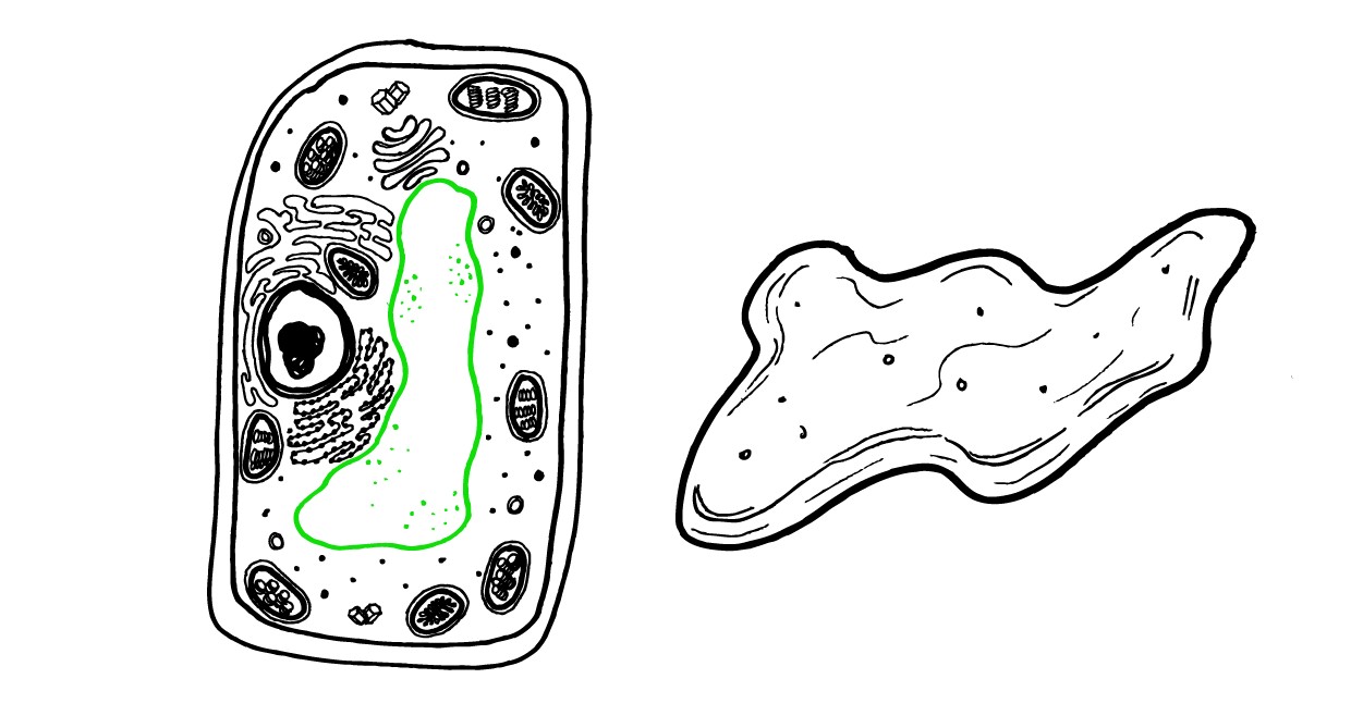 Simple Plant Cell Drawing at PaintingValley.com | Explore collection of ...