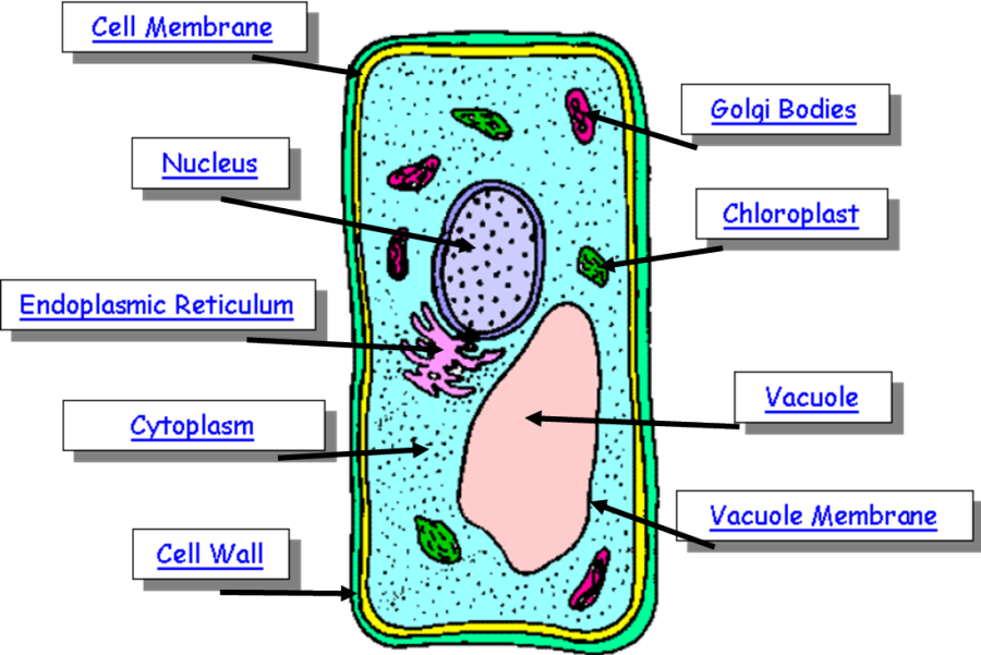 Simple Plant Cell Drawing at Explore collection of