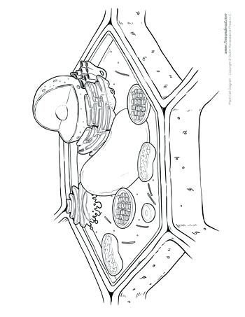 350x453 Plant Cell Drawing Diagram Animal Simple - Simple Plant Cell Drawing