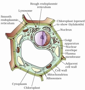 298x315 plant cells diagram best of collection of simple plant cell - Simple Plant Cell Drawing