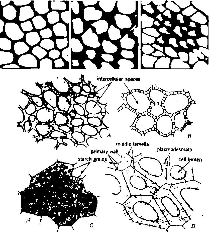 834x925 Simple Plant Cell Drawing - Simple Plant Cell Drawing