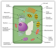 Simple Plant Cell Drawing at PaintingValley.com | Explore collection of ...