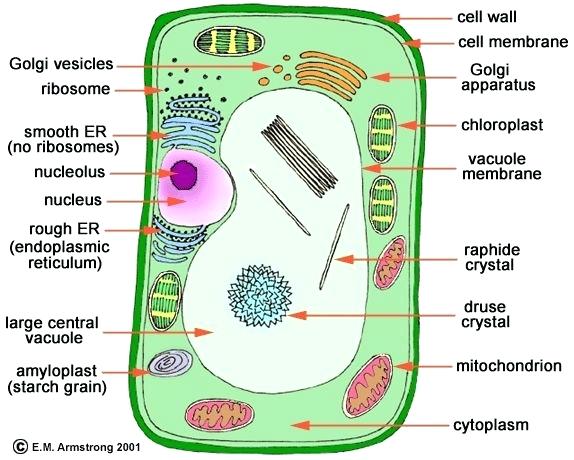 Simple Plant Cell Drawing at PaintingValley.com | Explore collection of ...