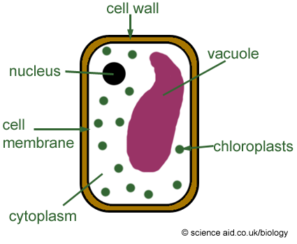 425x350 picture of plant cell for kids simple plant cell diagram - Simple Plant Cell Drawing