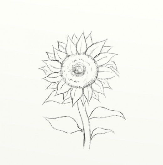 520x525 how to draw a sunflower feltmagnet - Simple Plant Drawing
