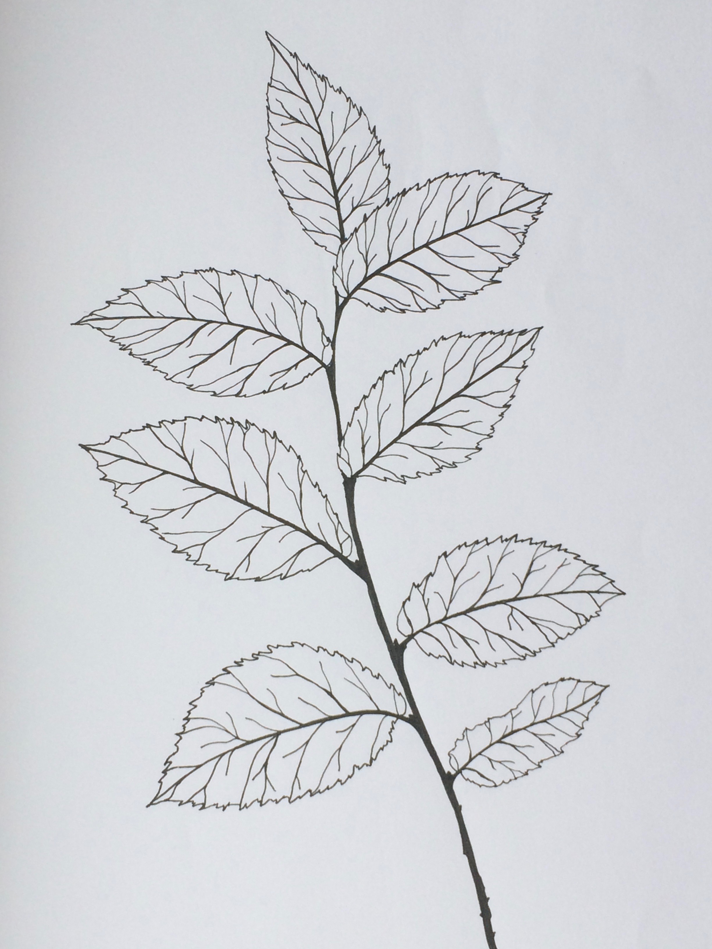 2448x3264 the art of wild plants tales from the wild - Simple Plant Drawing