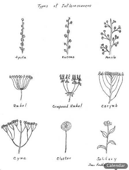 448x589 Plant Drawings Embroidery Drawings, Botanical Drawings - Simple Plant Drawing