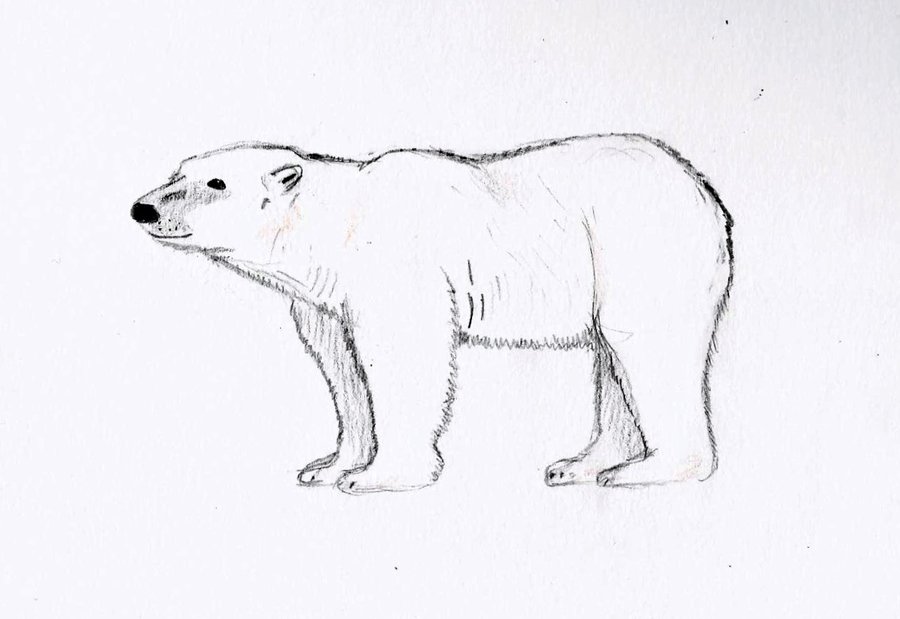 900x619 Polar Bear Drawing Easy Step - Simple Polar Bear Drawing