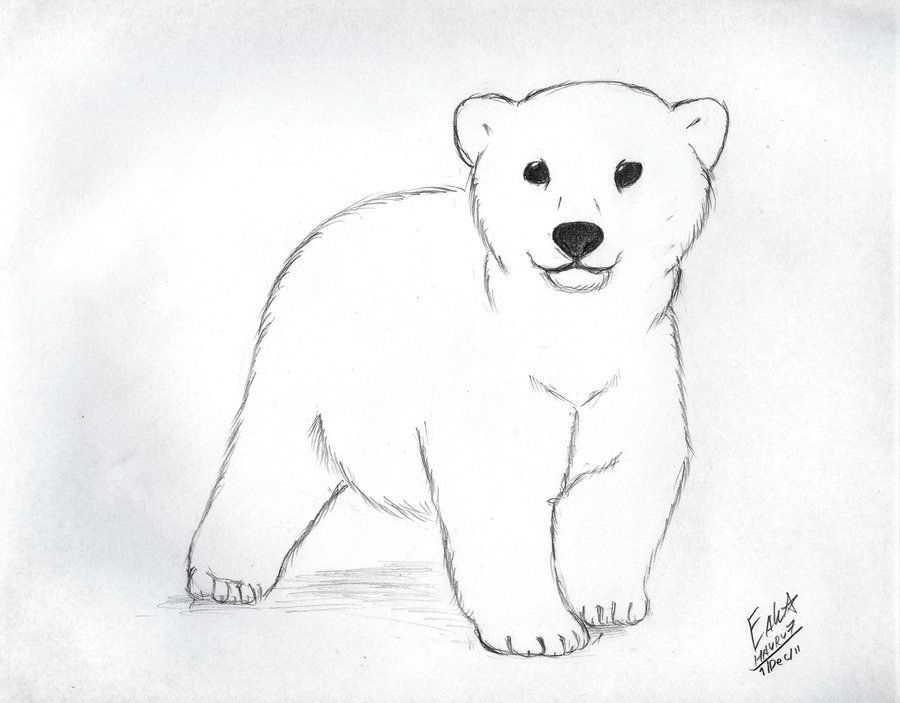 900x703 polar bear clip art polar bear cub - Simple Polar Bear Drawing