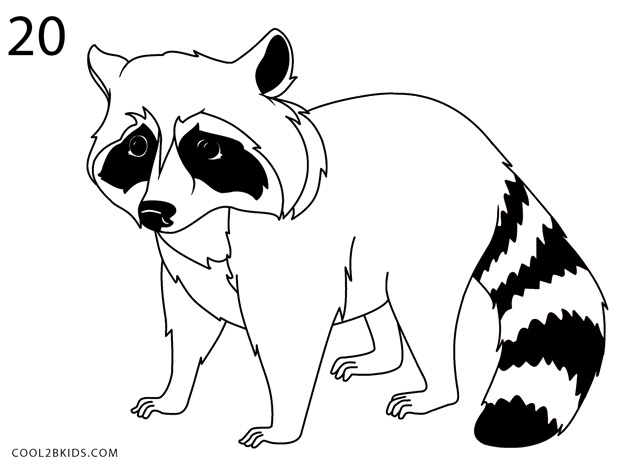 620x465 How To Draw A Raccoon - Simple Raccoon Drawing