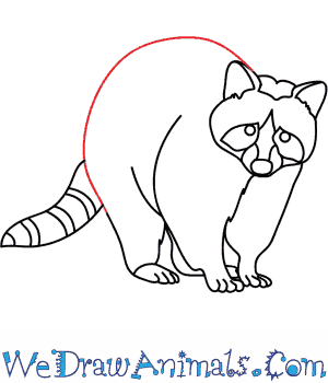 300x350 How To Draw A Raccoon Dog - Simple Raccoon Drawing