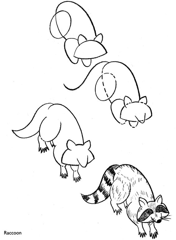 565x770 How To Draw A Raccoon Simple Shapes Drawings - Simple Raccoon Drawing