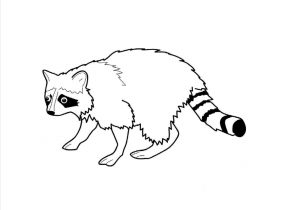 300x210 draw cartoon characters cute easy animals rhyoutubecom how easy - Simple Raccoon Drawing