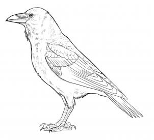 302x275 How To Draw Ravens, Step - Simple Raven Drawing