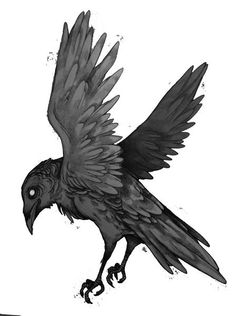 236x316 Drawn Raven Amazing - Simple Raven Drawing