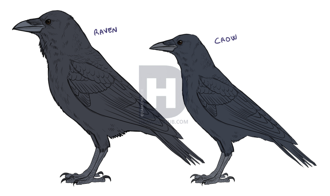 1080x643 How To Draw Ravens, Step - Simple Raven Drawing