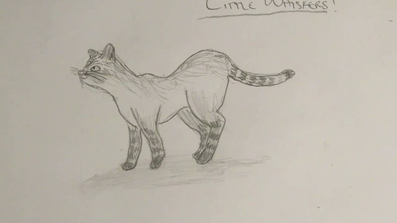 1280x720 How To Draw A Simple Realistic Cat - Simple Realistic Drawings