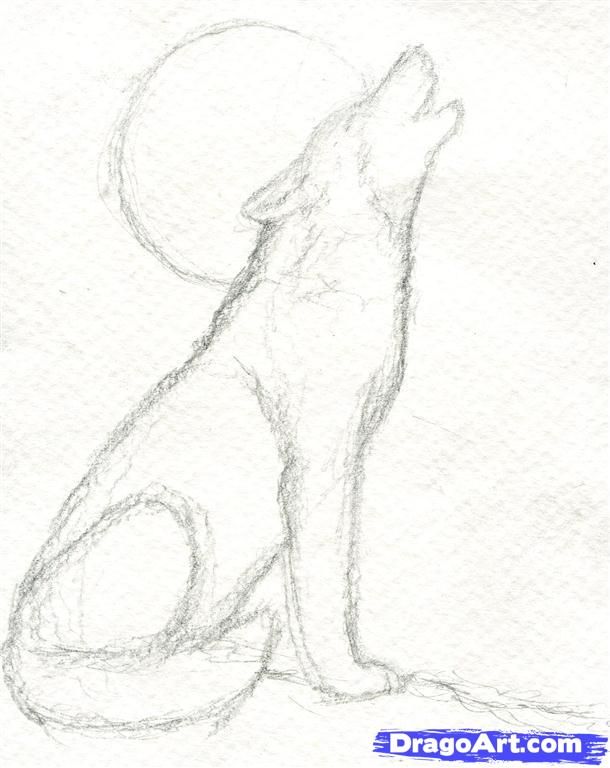 610x768 Step How To Draw A Howling Wolf Drawings In Drawings - Simple Realistic Drawings