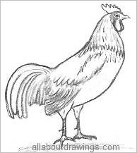 194x217 copy these simple rooster drawings - Simple Rooster Drawing