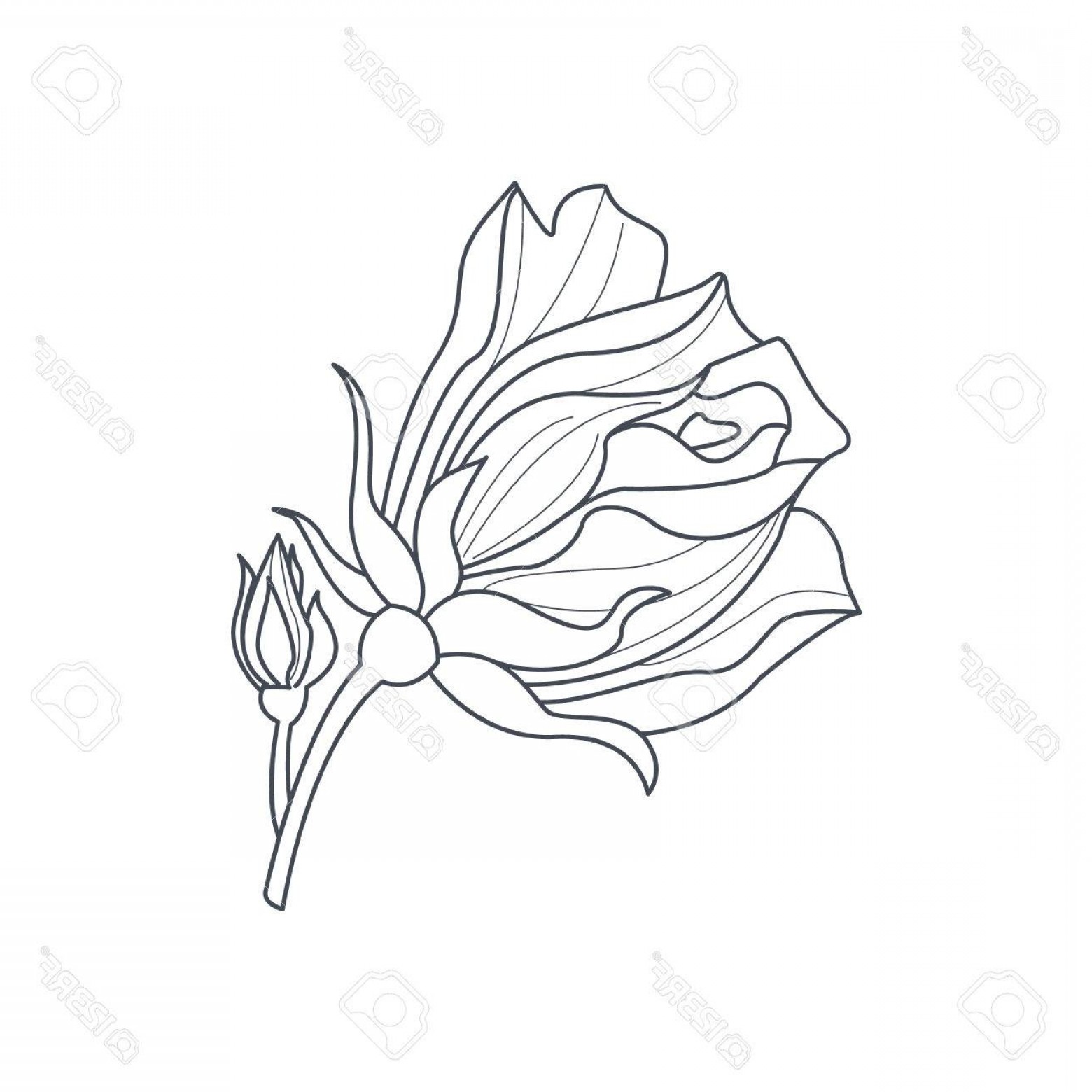 1560x1560 rose bud clip art vector hoodamathrun - Simple Rose Bud Drawing