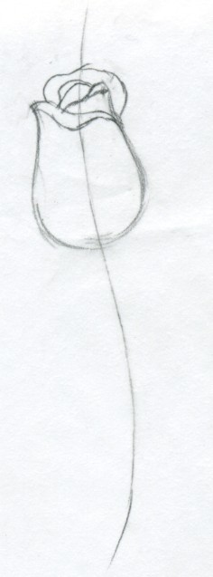 236x637 draw a rose quickly, simply and easily - Simple Rose Bud Drawing