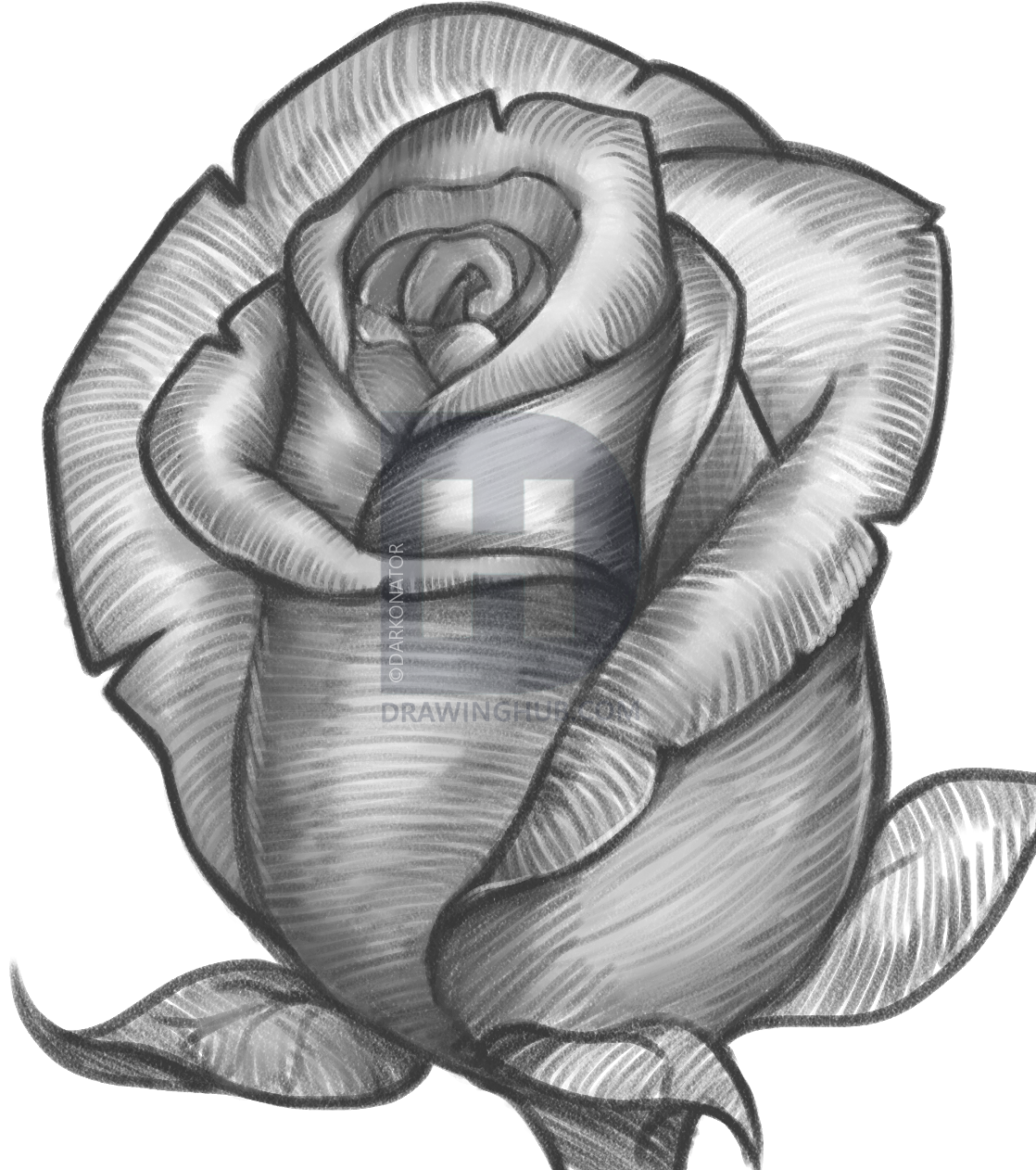 Simple Rose Bud Drawing at Explore collection of Simple Rose Bud Drawing