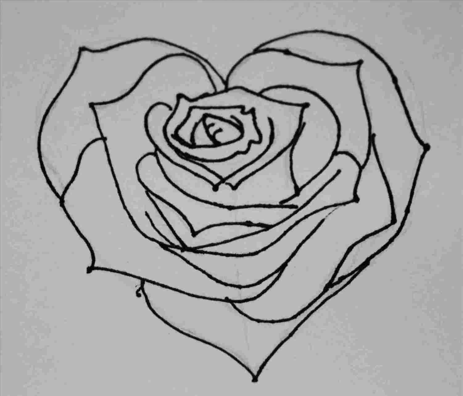 1501x1284 Hearts Easy Simple Rose Drawings In Pencil Step - Simple Rose Drawing