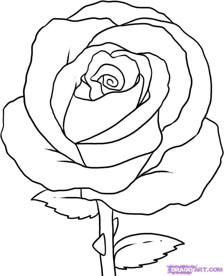 776x955 How To Draw Simple How To Draw A Simple Rose, Step - Simple Rose Drawing