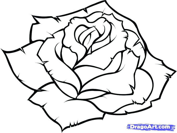 736x556 Simple Rose Drawing Easy Drawings Of A Rose Easy Drawings - Simple Rose Drawing Step By Step