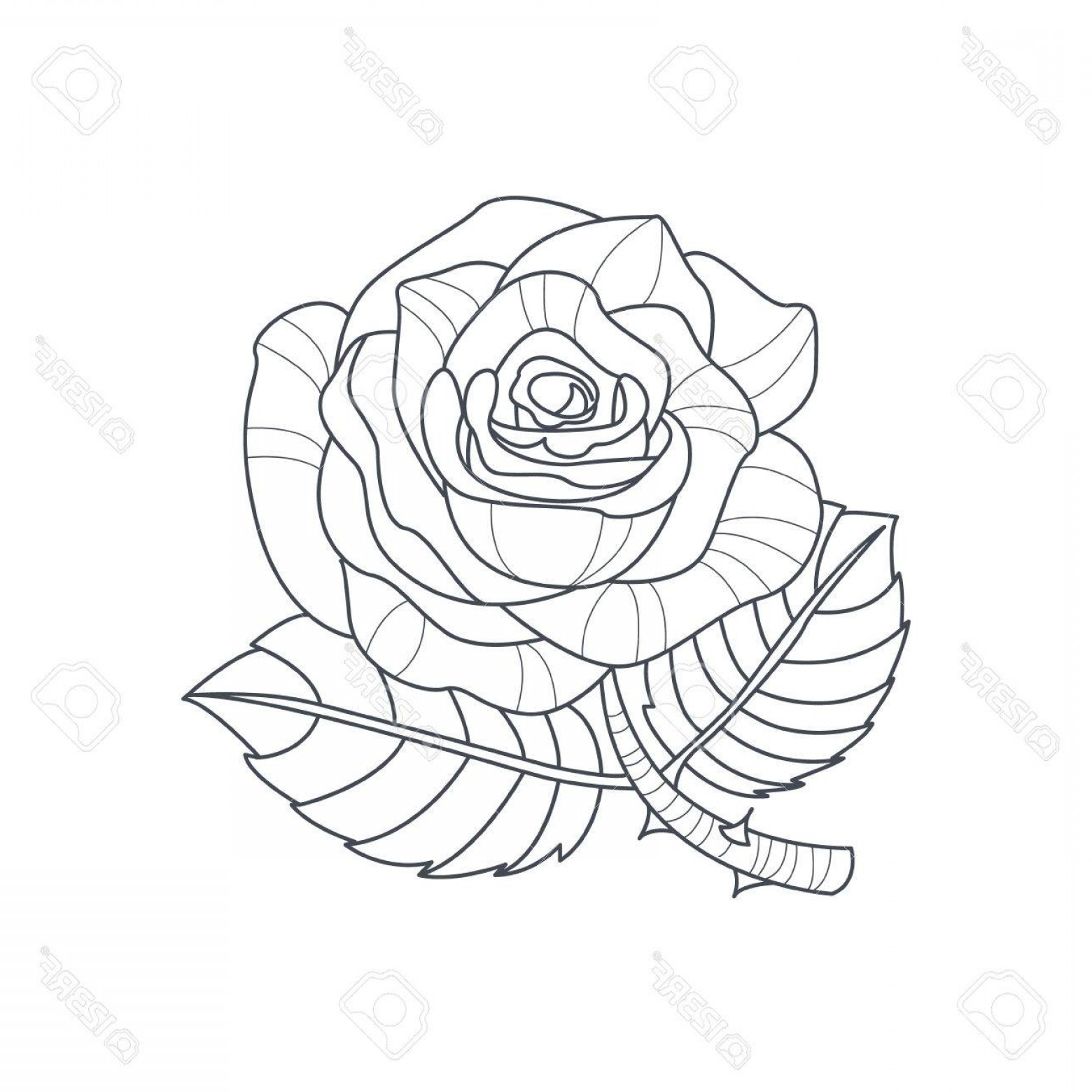 1560x1560 photostock vector rose flower monochrome drawing for coloring book - Simple Rose Flower Drawing
