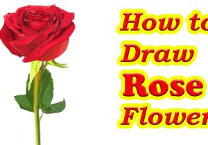 300x210 rose flower drawing images easy simple rose flower drawings easy - Simple Rose Flower Drawing