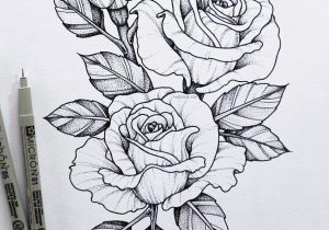 300x210 rose flower drawing pic in hd simple rose flower drawings - Simple Rose Flower Drawing